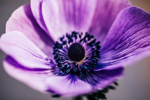 Close up a Beautiful details of Anemone