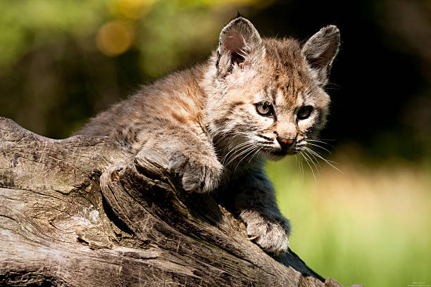 istock Baby Lynx on a log 152505570