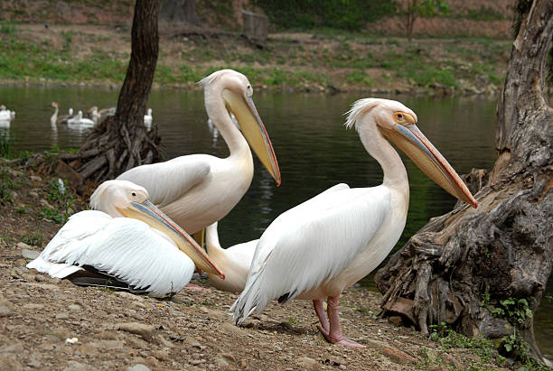 Pelican in Zoo stock photo