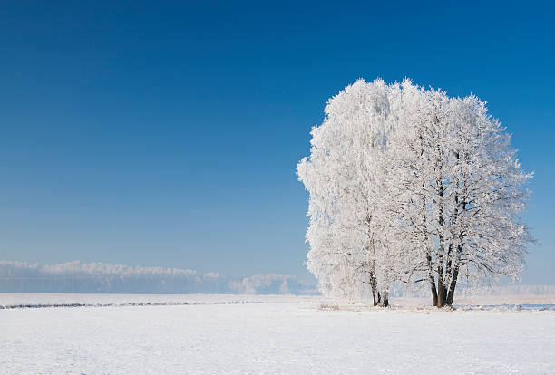 Trees in frost stock photo