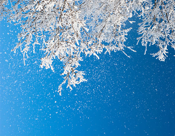 Tree branches covered in white frost stock photo