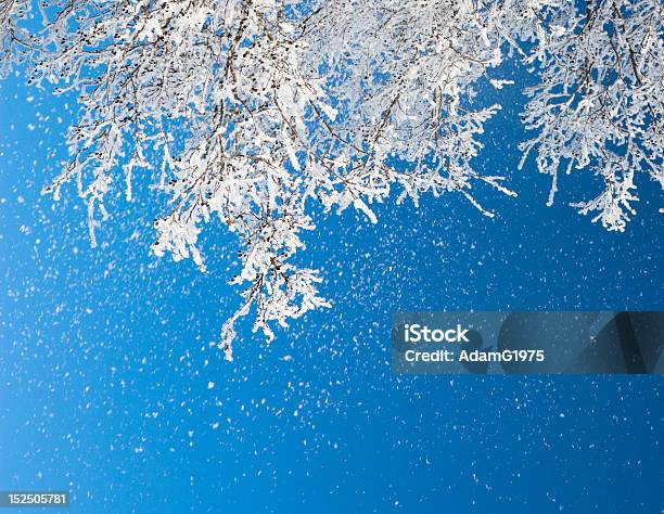 Foto de Filiais No Gelo e mais fotos de stock de Azul - Azul, Branco, Congelado