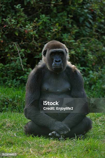 Foto de Gorila Feminino e mais fotos de stock de Animal - Animal, Cabeludo, Cabeça de animal