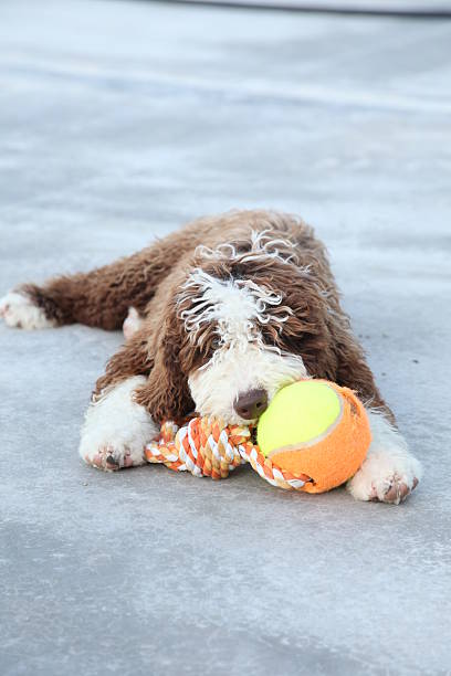 Spanish Water Dog Puppy with Ball Toy stock photo