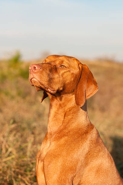 istock Female Vizsla Dog Portrait 152506475