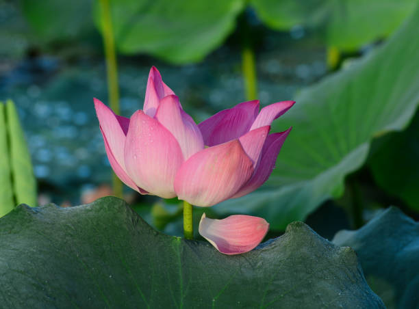 istock Lotus flower blooming at summer time 1525068341