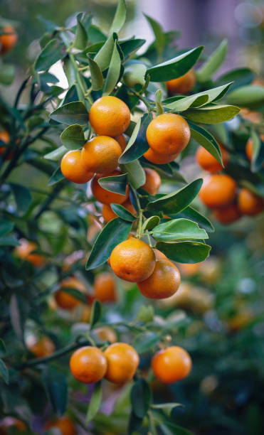 istock Kumquat trees and fruits 1525070976