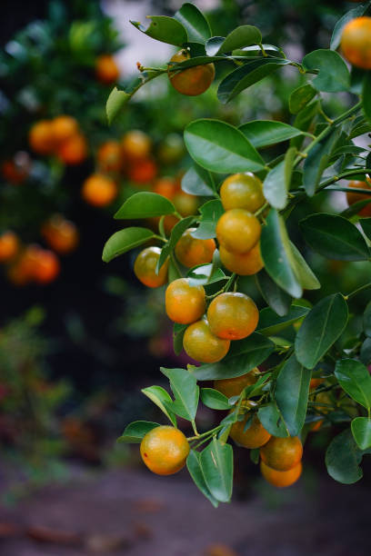 istock Kumquat trees and fruits 1525070988
