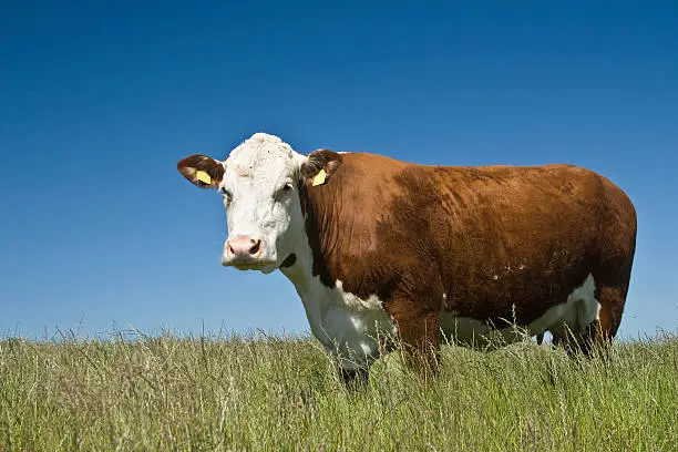 Cow on grass with blue sky. Hereford race.