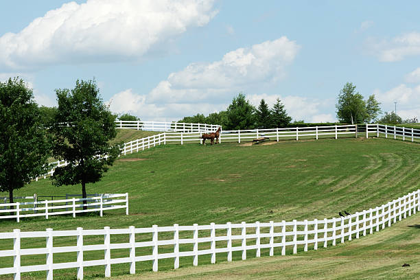 Horses on a farm pasture hill in sunlight, brood mares in bluegrass near Lexington, Kentucky, KY, USA.