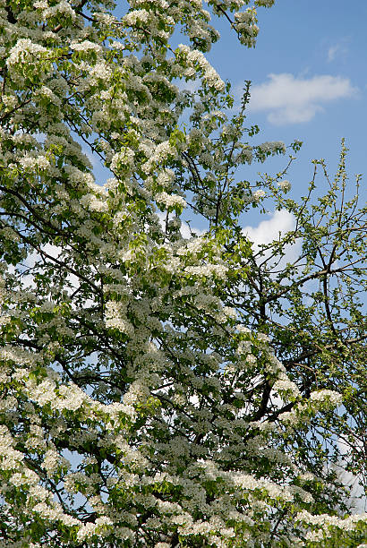 Blooming tree stock photo