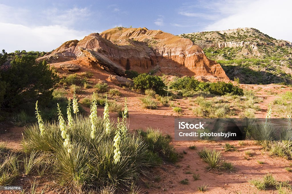 Palo Duro Canyon wildflowers in Palo Duro Canyon State Park in Texas. Texas Stock Photo