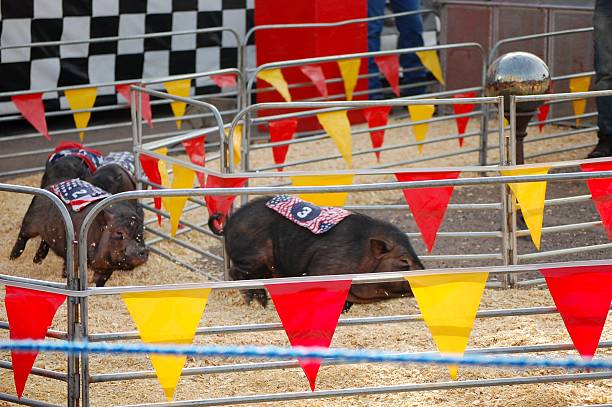 świnia rasy - agricultural fair pig competition carnival zdjęcia i obrazy z banku zdjęć