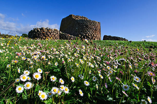 fiori in nuraghi losa, sardegna, italia - nuragic foto e immagini stock