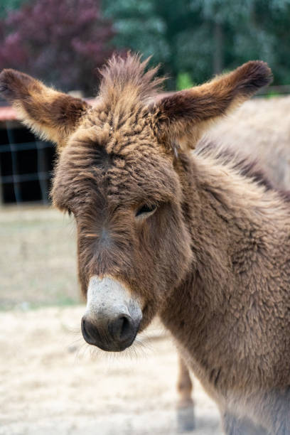 istock Donkeys grazing on a  farm 1525084649