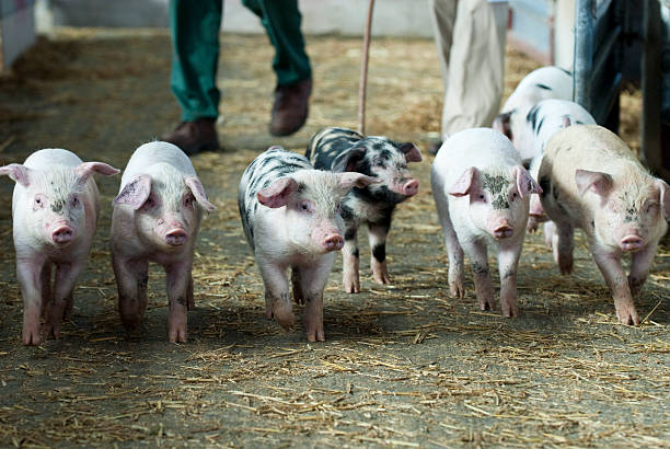 Piglets stock photo