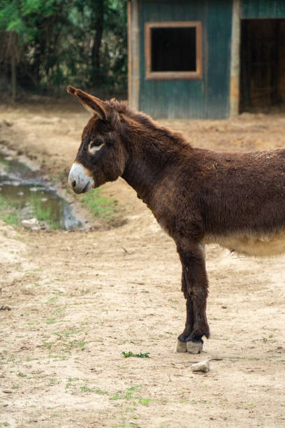 istock Donkeys grazing on a  farm 1525086698