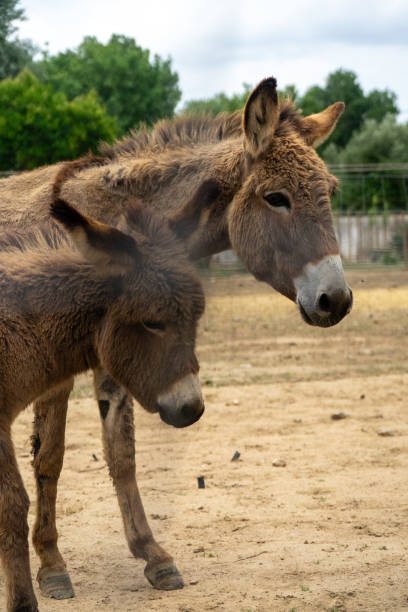 istock Donkeys grazing on a  farm 1525086700