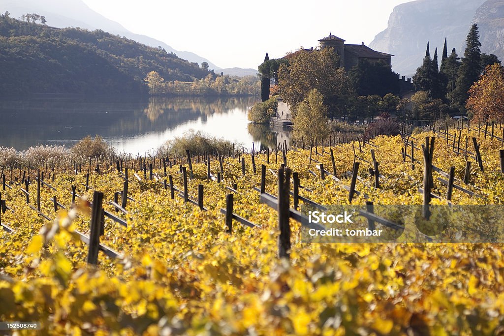 Weingut Lago Toblino - Lizenzfrei Weinberg Stock-Foto