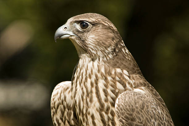 falco biarmicus (falco biarmicus - lanner falcon - fotografias e filmes do acervo