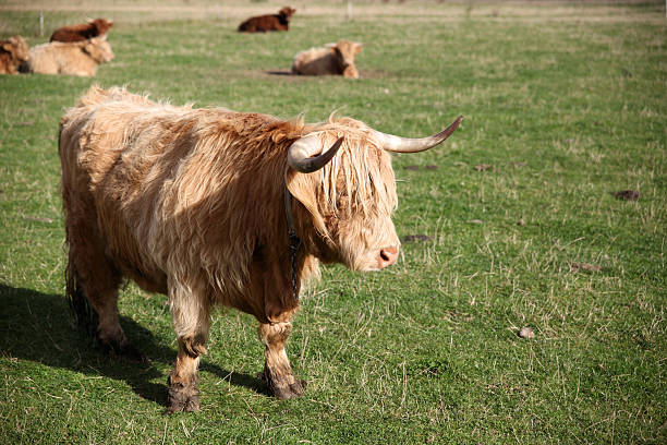 istock Scottish Cattle in a Green Pasture 152509106