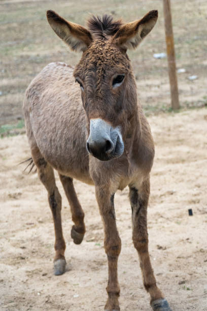 istock Donkeys grazing on a  farm 1525091436