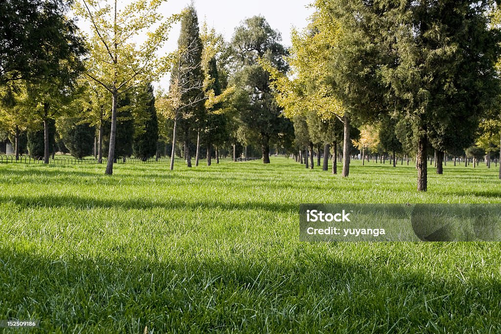 잔디, 나무 - 로열티 프리 0명 스톡 사진
