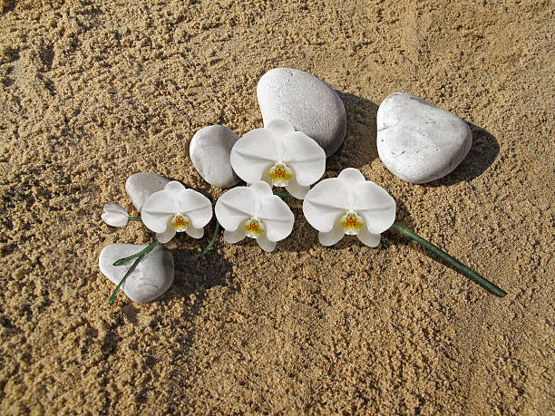 Orchid and Well-being stock photo