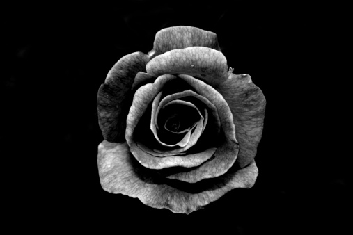 Black and white photograph of a rose on a dark background.