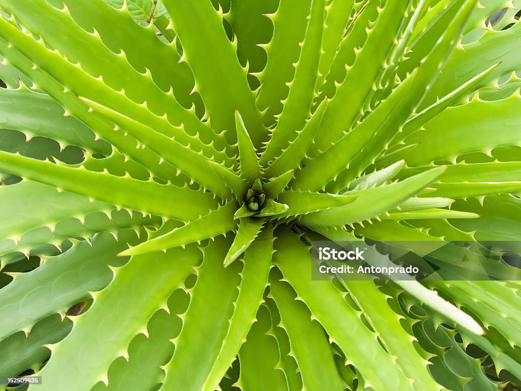 Aloe Vera Top view of a wide open aloe vera plant. Aloe Stock Photo