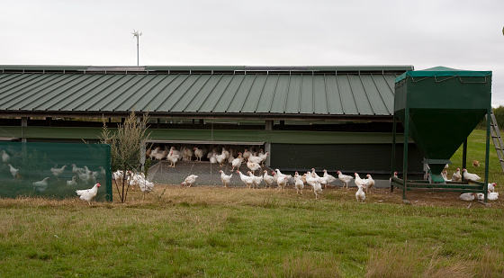 Battery Farm hens