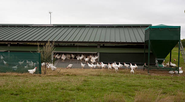 Battery Farm hens Battery Farm hens battery hen stock pictures, royalty-free photos & images
