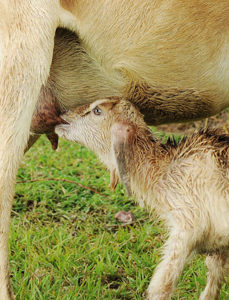 istock new born sheep breastfed 152509532