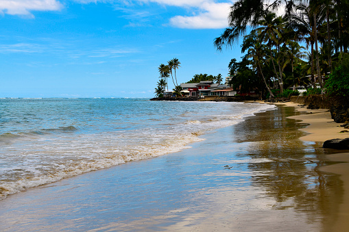 Oahu, Hawaii, USA: Punaluu beach - long, sandy, coconut tree-line beach located by the Kamehameha Highway