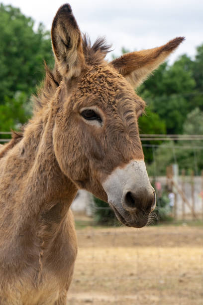 istock Donkeys grazing on a  farm 1525096614
