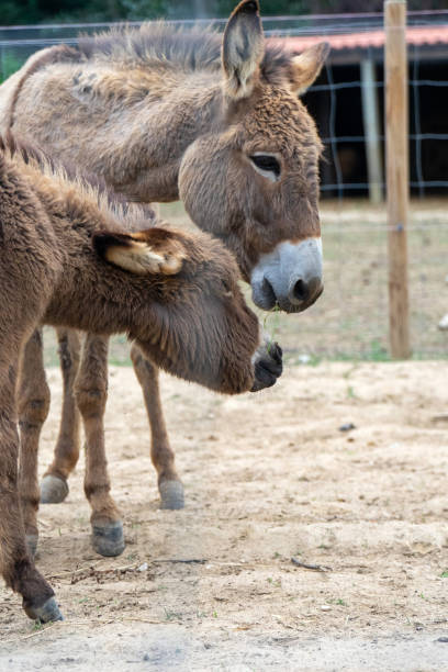istock Donkeys grazing on a  farm 1525096615
