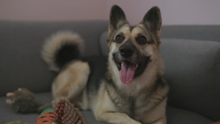 A happy and relaxed young dog at home