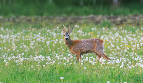 Roe Deer(Capreolus capreolus) male in springtime meadow among dandylions, Podlaskie Voivodeship, Poland, Europe