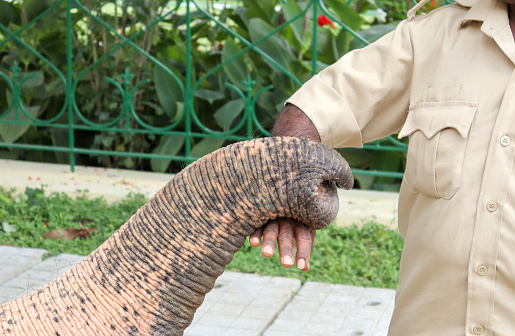 Mysuru, Karnataka, India-October 4 2022; An Engaging picture of an Elephant trunk and Human hand signifies a Love emotion bond between an animal and the caretaker Mahout during Dasara festival in Mysore, India.
