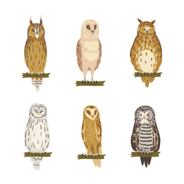 Vector illustration of Different Species of Owl as Nocturnal Bird of Prey with Hawk-like Beak and Forward-facing Eyes Perching on Tree Branch Vector Set