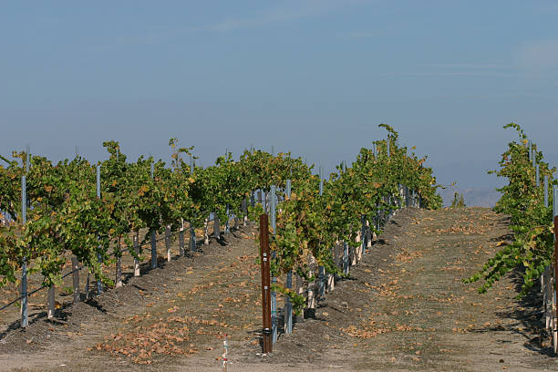 Grape Vines in a Rolling Hill Vineyard stock photo