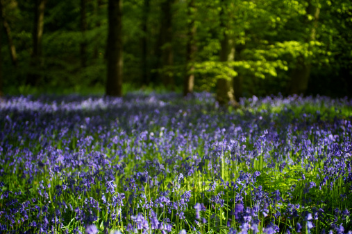 A carpet of bluebells in the foreground with shallow depth of field and soft focus on distant green leaves and woodland