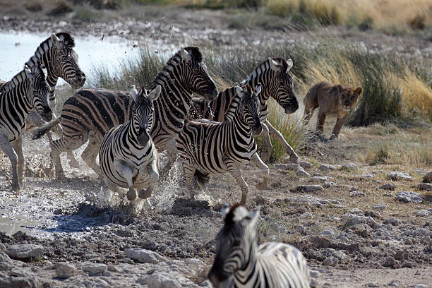 Leone caccia zebre - foto stock