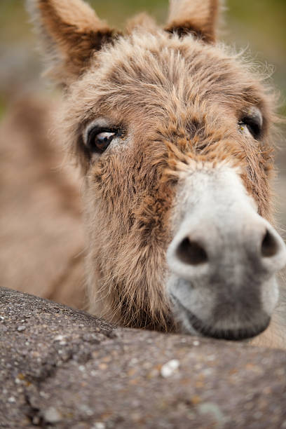 Curious Donkey stock photo