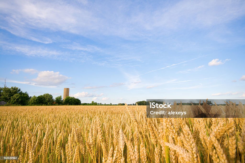 Wheat field Wheat field in a farm in Central Indiana Agricultural Field Stock Photo