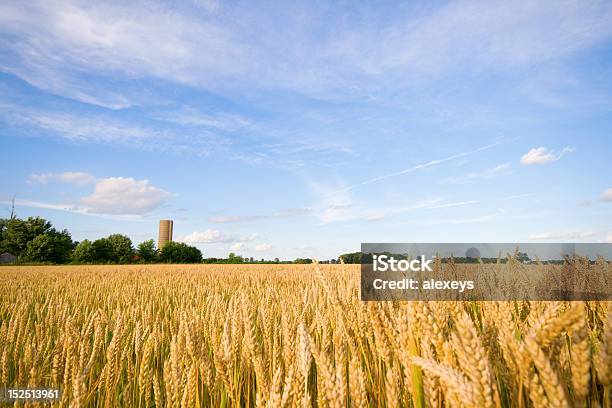 Wheat Field Stock Photo - Download Image Now - Agricultural Field, Agriculture, Beauty