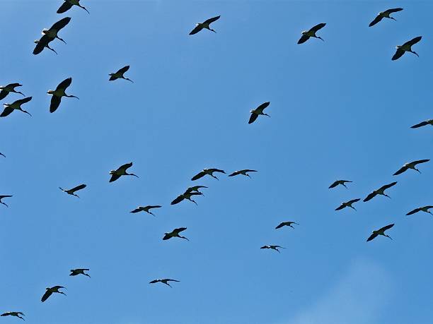 Stroh Ausschnitt, Ibis – Foto