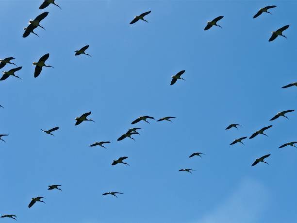 Ibis paglia con colletto - foto stock