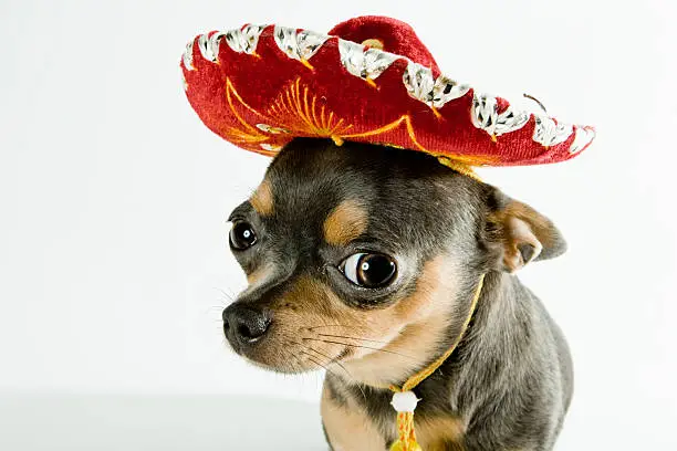 Photo of A mexican dog wearing a red hat