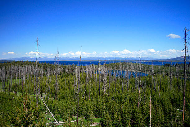 Yellowstone National Park stock photo